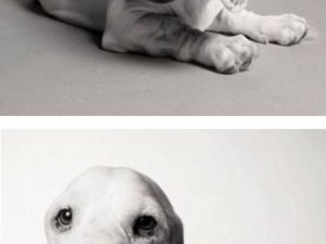 Köpekler nasıl yaşlanır ?