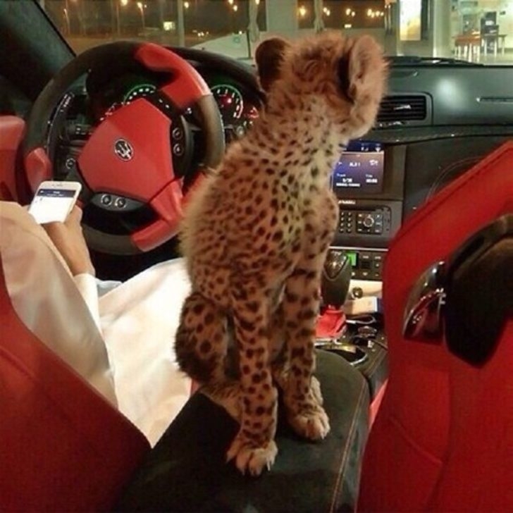 Dubai'nin zengin çocukları galerisi resim 19