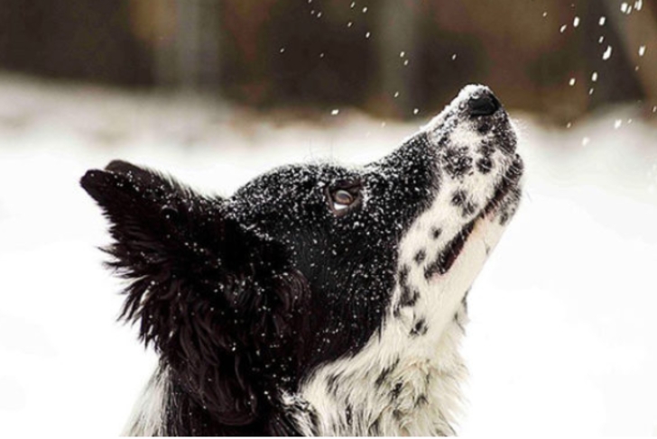 ilk defa kar gömüş aşırı tatlı 20 hayvan galerisi resim 10