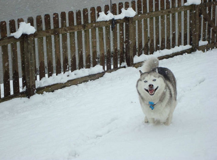 ilk defa kar gömüş aşırı tatlı 20 hayvan galerisi resim 14