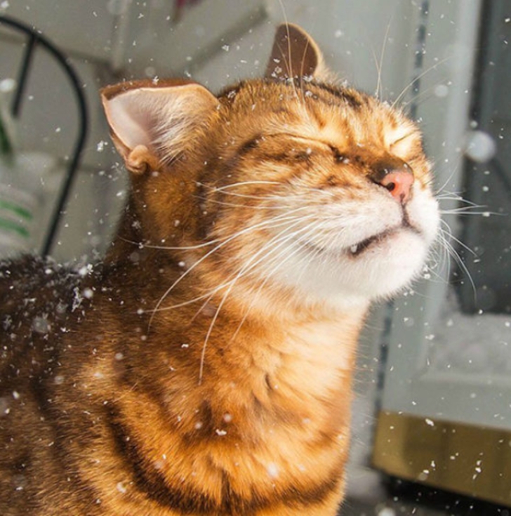 ilk defa kar gömüş aşırı tatlı 20 hayvan galerisi resim 17