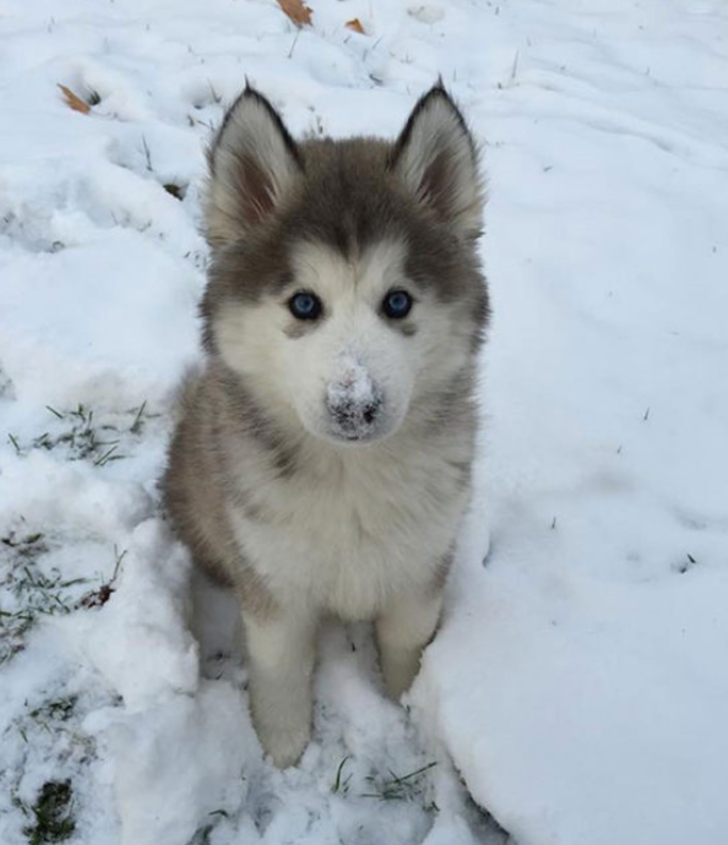 ilk defa kar gömüş aşırı tatlı 20 hayvan galerisi resim 19