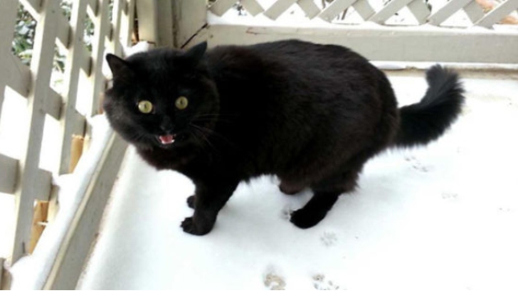 ilk defa kar gömüş aşırı tatlı 20 hayvan galerisi resim 6