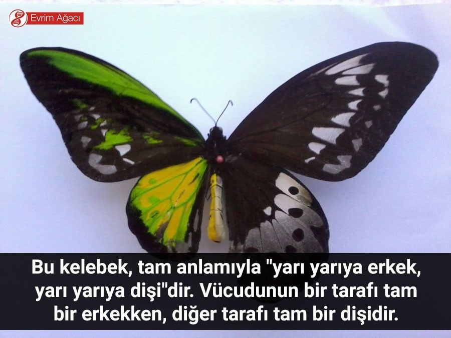 Jinandromorfizm: Vücudunun Yarısı Erkek, Yarısı Dişi Olan Canlılar! galerisi resim 1