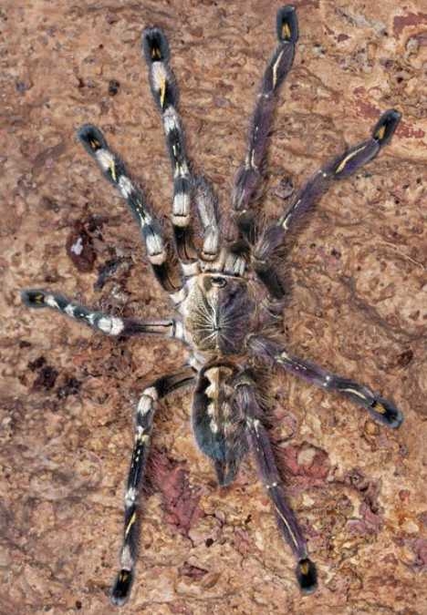 Jinandromorfizm: Vücudunun Yarısı Erkek, Yarısı Dişi Olan Canlılar! galerisi resim 3