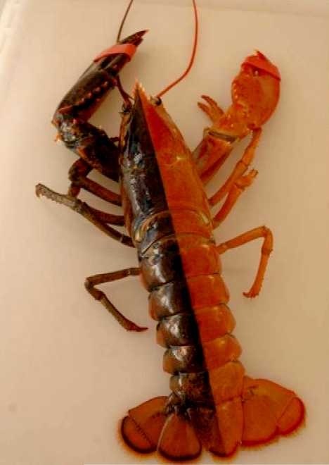 Jinandromorfizm: Vücudunun Yarısı Erkek, Yarısı Dişi Olan Canlılar! galerisi resim 4