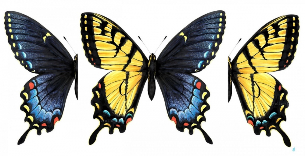 Jinandromorfizm: Vücudunun Yarısı Erkek, Yarısı Dişi Olan Canlılar! galerisi resim 7