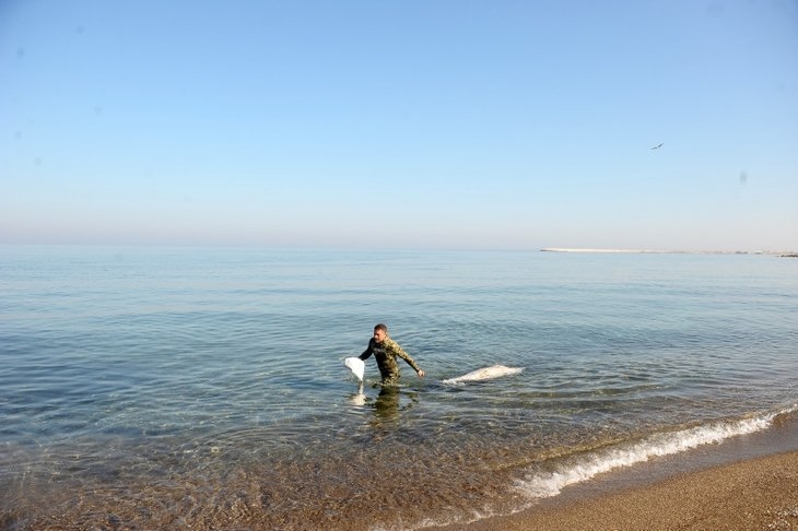 Marmara Denizi'nde gizemli olay! Dev balıklar karaya vurdu! galerisi resim 1