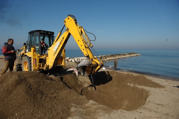 Marmara Denizi'nde gizemli olay! Dev balıklar karaya vurdu! galerisi resim 3