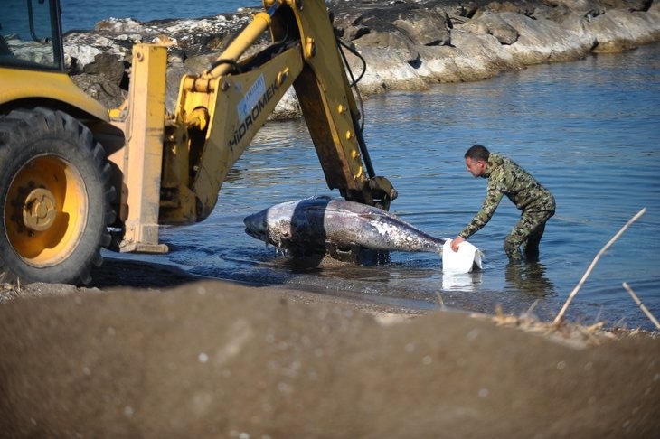 Marmara Denizi'nde gizemli olay! Dev balıklar karaya vurdu! galerisi resim 4