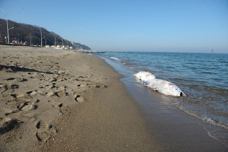 Marmara Denizi'nde gizemli olay! Dev balıklar karaya vurdu! galerisi resim 7