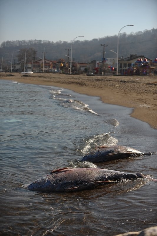 Marmara Denizi'nde gizemli olay! Dev balıklar karaya vurdu! galerisi resim 8