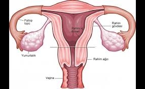 Onsuz yaşayabileceğiniz 10 organ galerisi resim 11