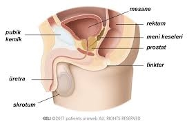 Onsuz yaşayabileceğiniz 10 organ galerisi resim 12