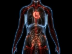 Onsuz yaşayabileceğiniz 10 organ