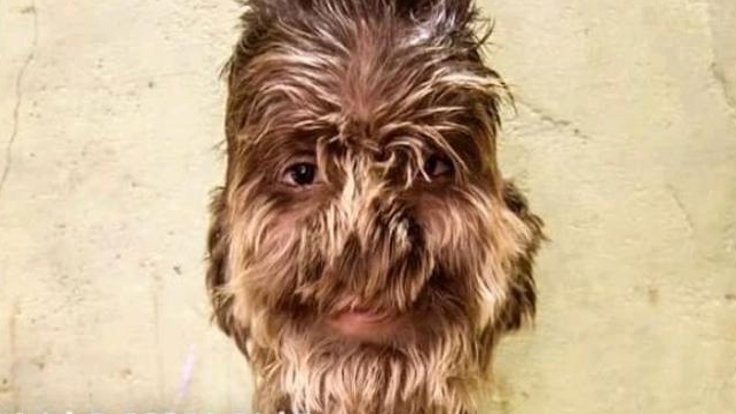 'Kurt adam sendromu'na yakalandı galerisi resim 1