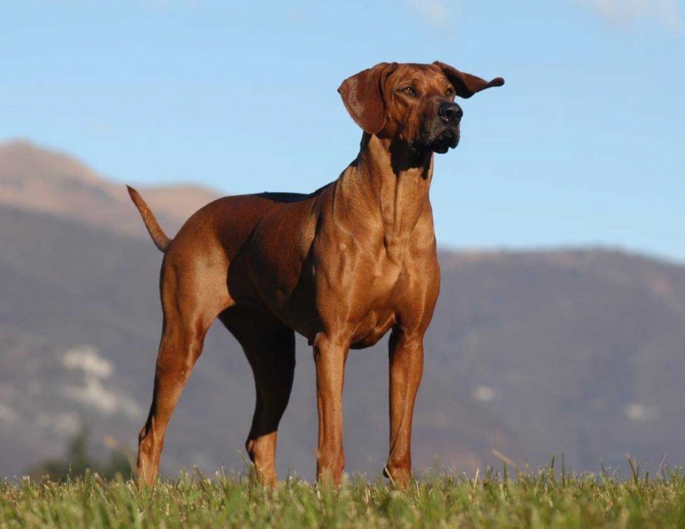 Köpek sevgisi, nasıl 200 canlı türünü yok olmanın eşiğine getirdi? galerisi resim 12