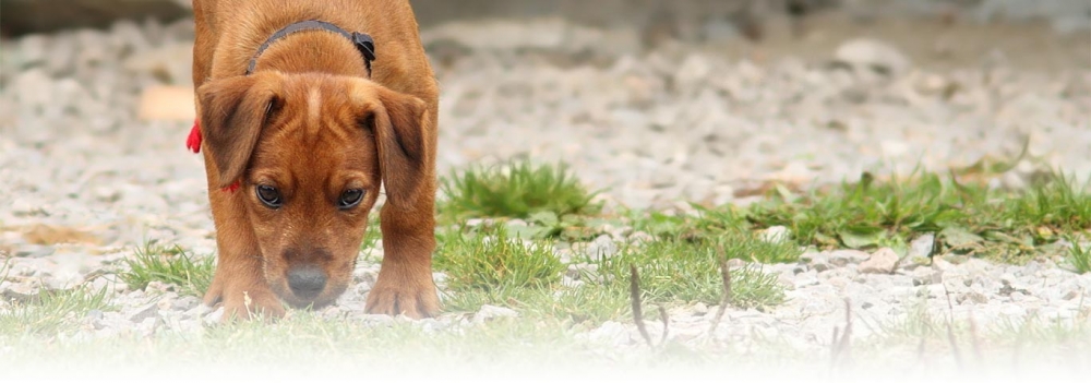 Köpek sevgisi, nasıl 200 canlı türünü yok olmanın eşiğine getirdi? galerisi resim 13