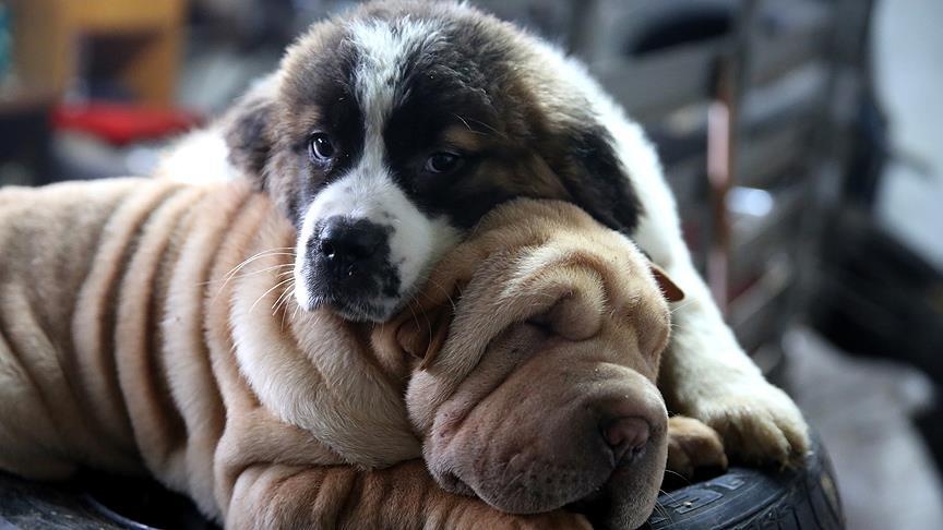 Köpek sevgisi, nasıl 200 canlı türünü yok olmanın eşiğine getirdi? galerisi resim 14