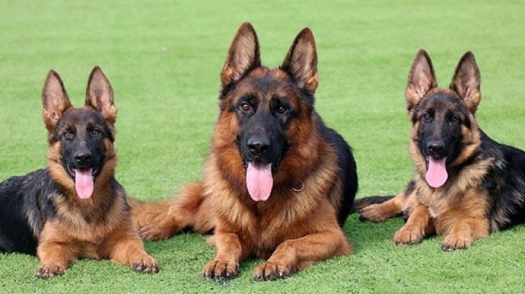 Köpek sevgisi, nasıl 200 canlı türünü yok olmanın eşiğine getirdi? galerisi resim 2