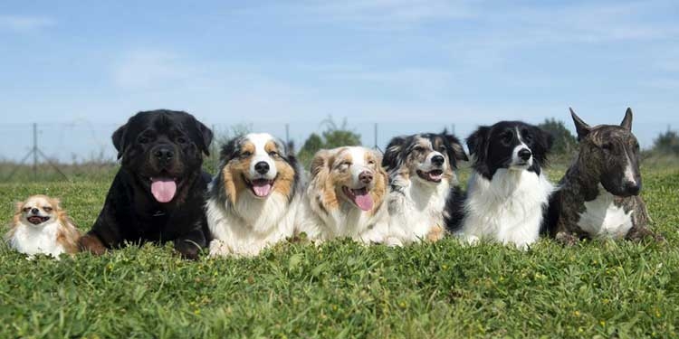 Köpek sevgisi, nasıl 200 canlı türünü yok olmanın eşiğine getirdi? galerisi resim 4