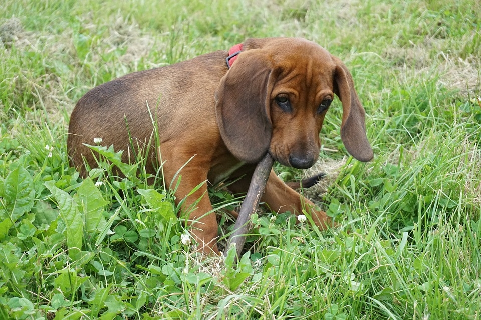 Köpek sevgisi, nasıl 200 canlı türünü yok olmanın eşiğine getirdi? galerisi resim 8