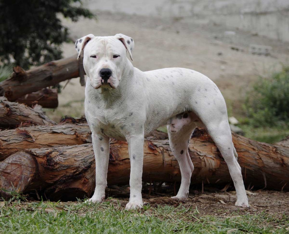 Köpek sevgisi, nasıl 200 canlı türünü yok olmanın eşiğine getirdi? galerisi resim 9