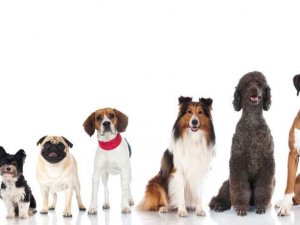 Köpek sevgisi, nasıl 200 canlı türünü yok olmanın eşiğine getirdi?