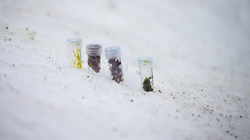 'Beyaz kıta'nın katı kuralları galerisi resim 2