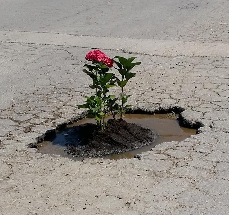Çukurlara, çiçekli protesto! Anlayana... galerisi resim 6
