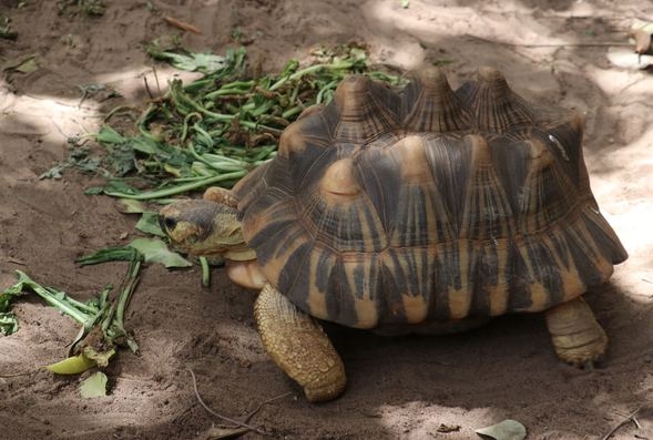 Kaplumbağa köyü! Ziyaretçi akınına uğruyor galerisi resim 1