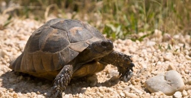 Kaplumbağa köyü! Ziyaretçi akınına uğruyor galerisi resim 13