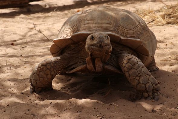 Kaplumbağa köyü! Ziyaretçi akınına uğruyor galerisi resim 2