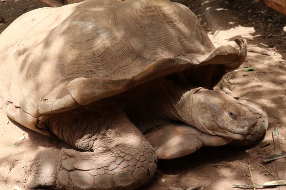 Kaplumbağa köyü! Ziyaretçi akınına uğruyor galerisi resim 3