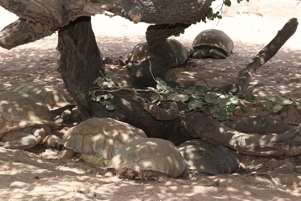 Kaplumbağa köyü! Ziyaretçi akınına uğruyor galerisi resim 4