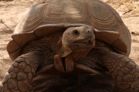 Kaplumbağa köyü! Ziyaretçi akınına uğruyor galerisi resim 5