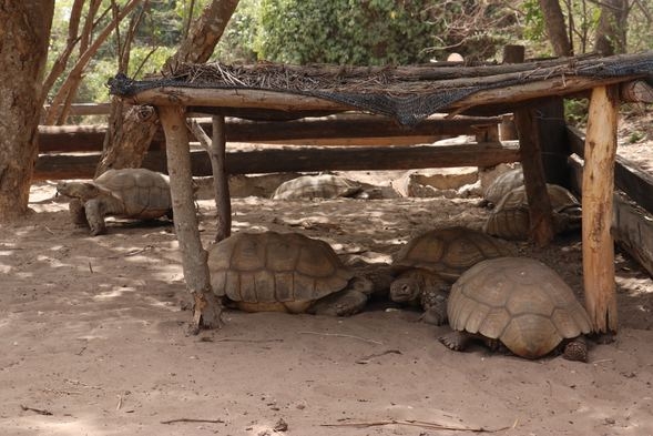 Kaplumbağa köyü! Ziyaretçi akınına uğruyor galerisi resim 6