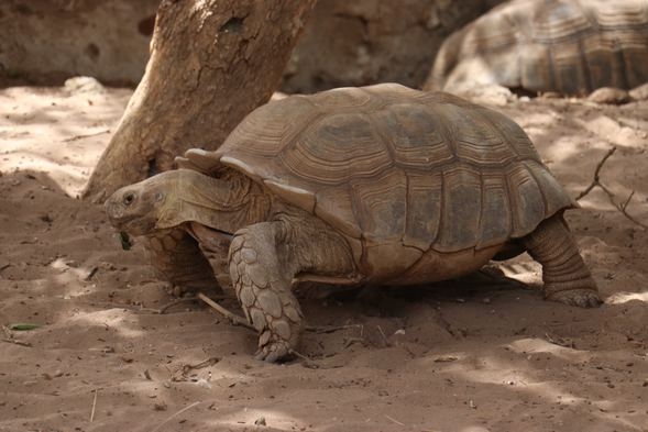 Kaplumbağa köyü! Ziyaretçi akınına uğruyor galerisi resim 8