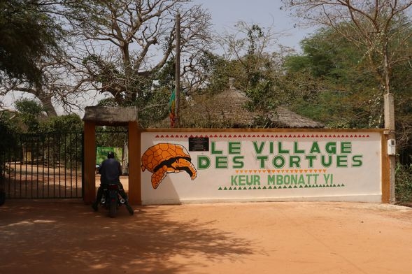 Kaplumbağa köyü! Ziyaretçi akınına uğruyor galerisi resim 9