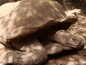 Kaplumbağa köyü! Ziyaretçi akınına uğruyor