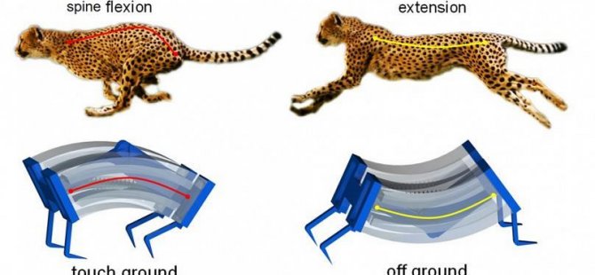 Arama kurtarmayı kolaylaştıracak yeni nesil robotlar çitalardan hızlı