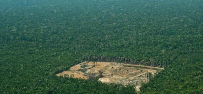 Her 6 saniyede bir futbol sahası kadar orman yok oldu