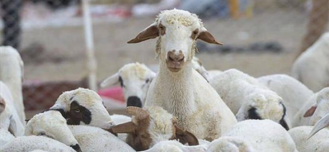 Küçükbaş hayvan varlıklarına ait güncel beyan süresi 30 Ocak’a kadar uzatıldı