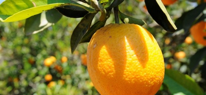 Sıkılarak değerlendirilen narenciye için kilo başına 90 kuruş destek ödendi