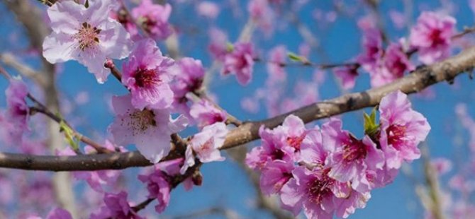 İkinci cemre suya düştü