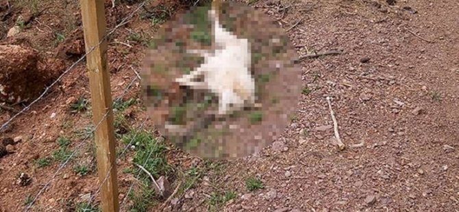 Güvercinlik’te av tüfeği ile vurularak köpek öldürüldü