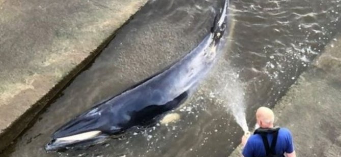 İngiltere'nin başkenti Londra'daki Thames nehrine giren bir balina için kurtarma operasyonu yapıldı OKU, YORUMLA ve PAYLAŞ ==> https://www.kibrisgazetesi.com/dunya/ingiltere-nin-baskenti-londra-daki-thames-nehr