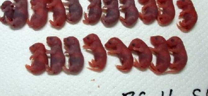 Uzayda 5 Yıl Saklanan Fare Spermlerinden "Uzay Yavruları" Üretildi