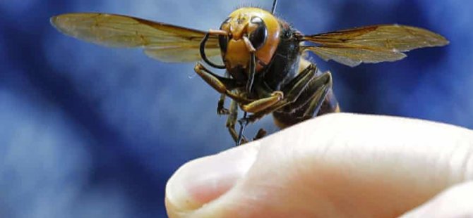 ABD'de 2021'in İlk 'Katil Eşek Arısı' Görüldü