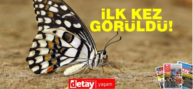 Kıbrıs'ta yeni bir kelebek türü görüldü - Vimarsana News